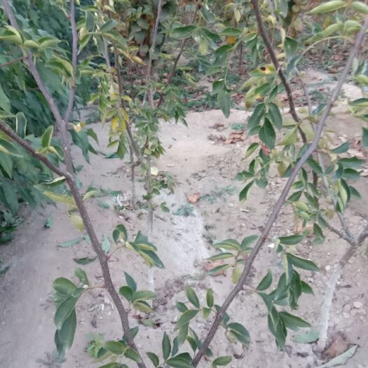 泰安 无刺花椒苗
