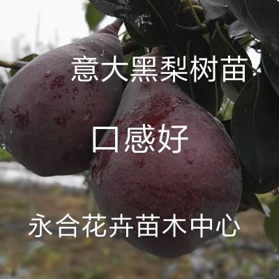 平邑县 意大利梨树苗，特甜特脆，糖度高，口感好，现挖现发，基地直销