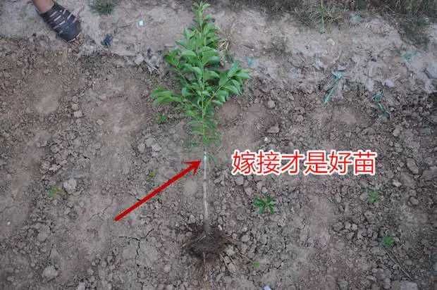 莎车县蜂糖李树苗   李子树苗嫁接李子苗黑布林李子树西梅南北方地栽盆栽当年结果
