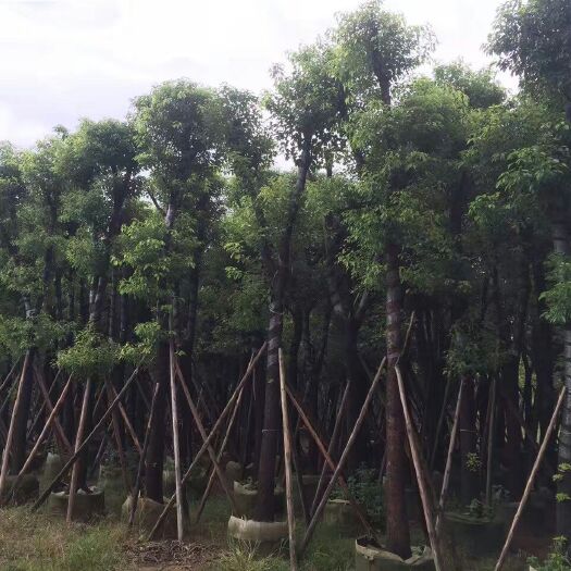 大量供应香樟（小叶樟）