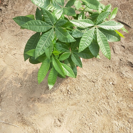 广州独杆发财树 大小规格都有，基地直销。货靓价不贵。