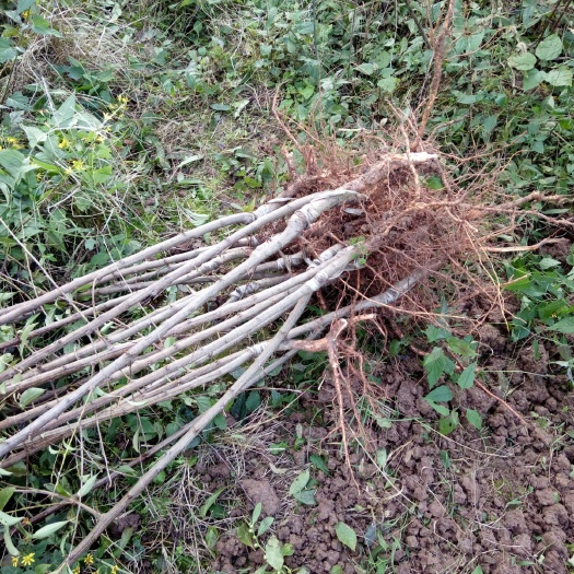 苍溪县 李子树苗