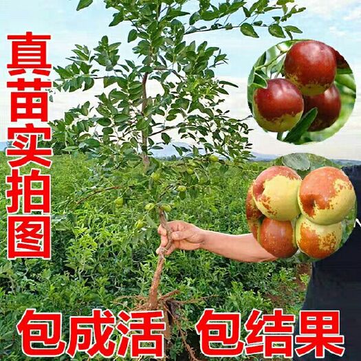 平邑县 枣树苗沾化冬枣苗优质嫁接枣树苗果大核小甜度高南北方适宜