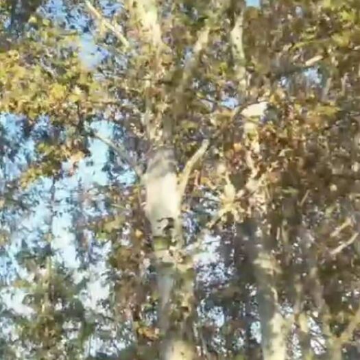 南京悬铃木 50公分杆径法桐