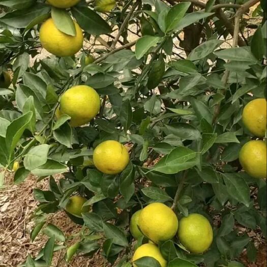 苍梧县 皇帝柑
