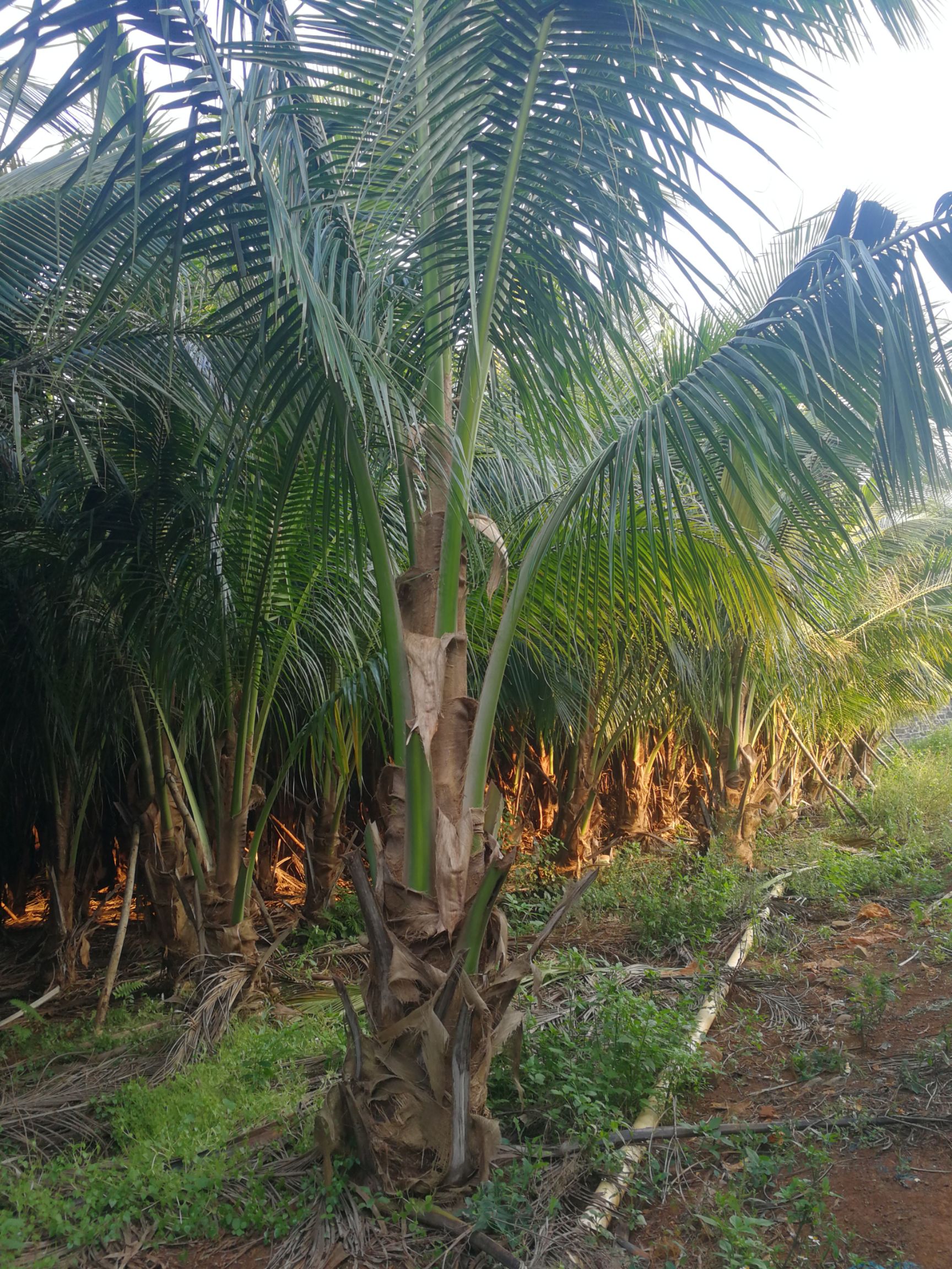 棕榈树 海南椰子树肉杆20公分至7米3000棵