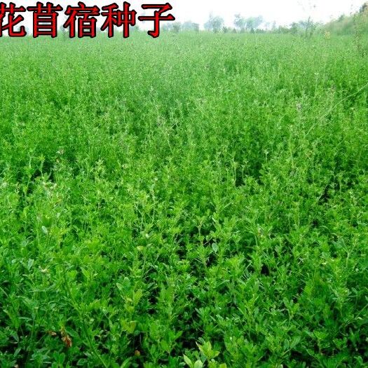 沭阳县 紫花苜蓿种子