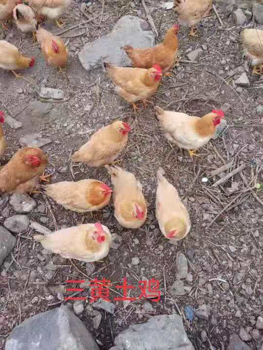 三黄鸡苗 三黄土鸡青脚土鸡绿壳蛋鸡麻鸭