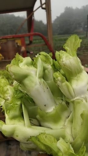 简阳市四川儿菜  优质儿菜大量上市。