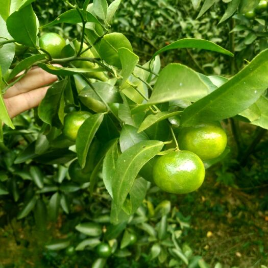 苍梧县青皮蜜桔 希望老板到地收构