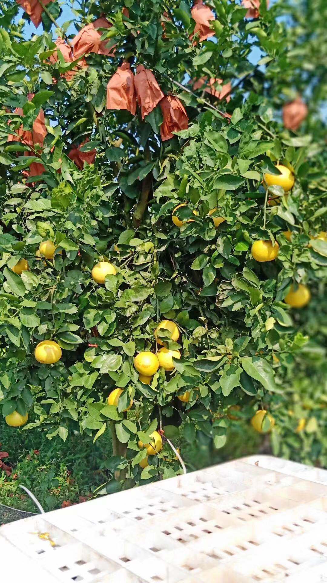 葡萄柚  原产地供应品质保证一件代发批发