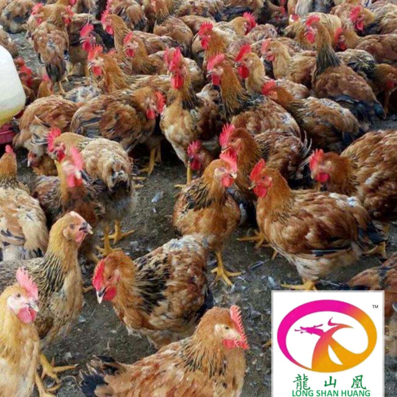  k9肉鸡苗，长期供应，质量保证，全国包邮