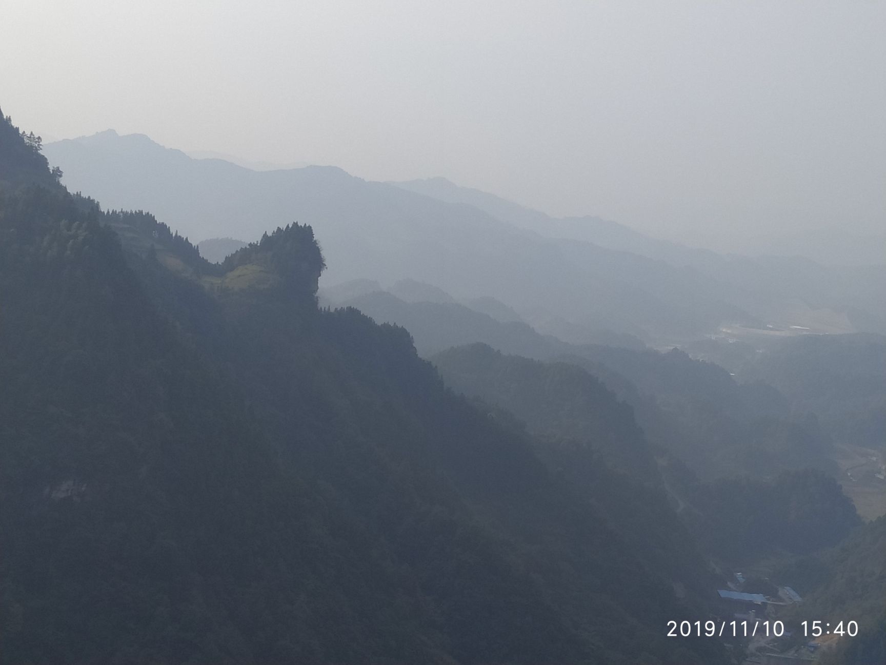 松树菌 野生菌