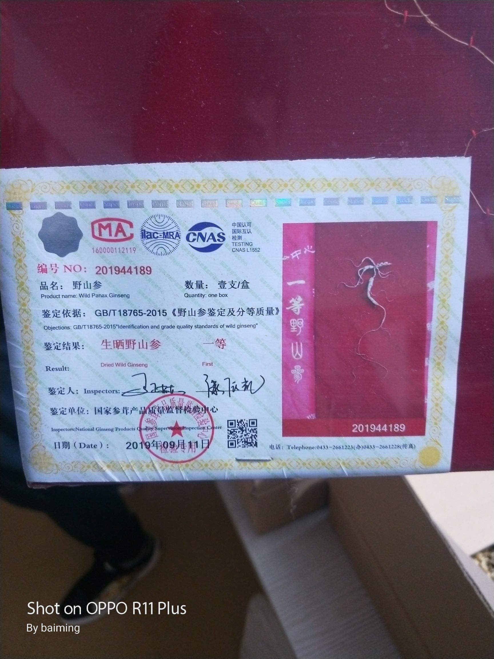 人参 国检山参