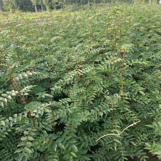 韩城市大红袍花椒苗