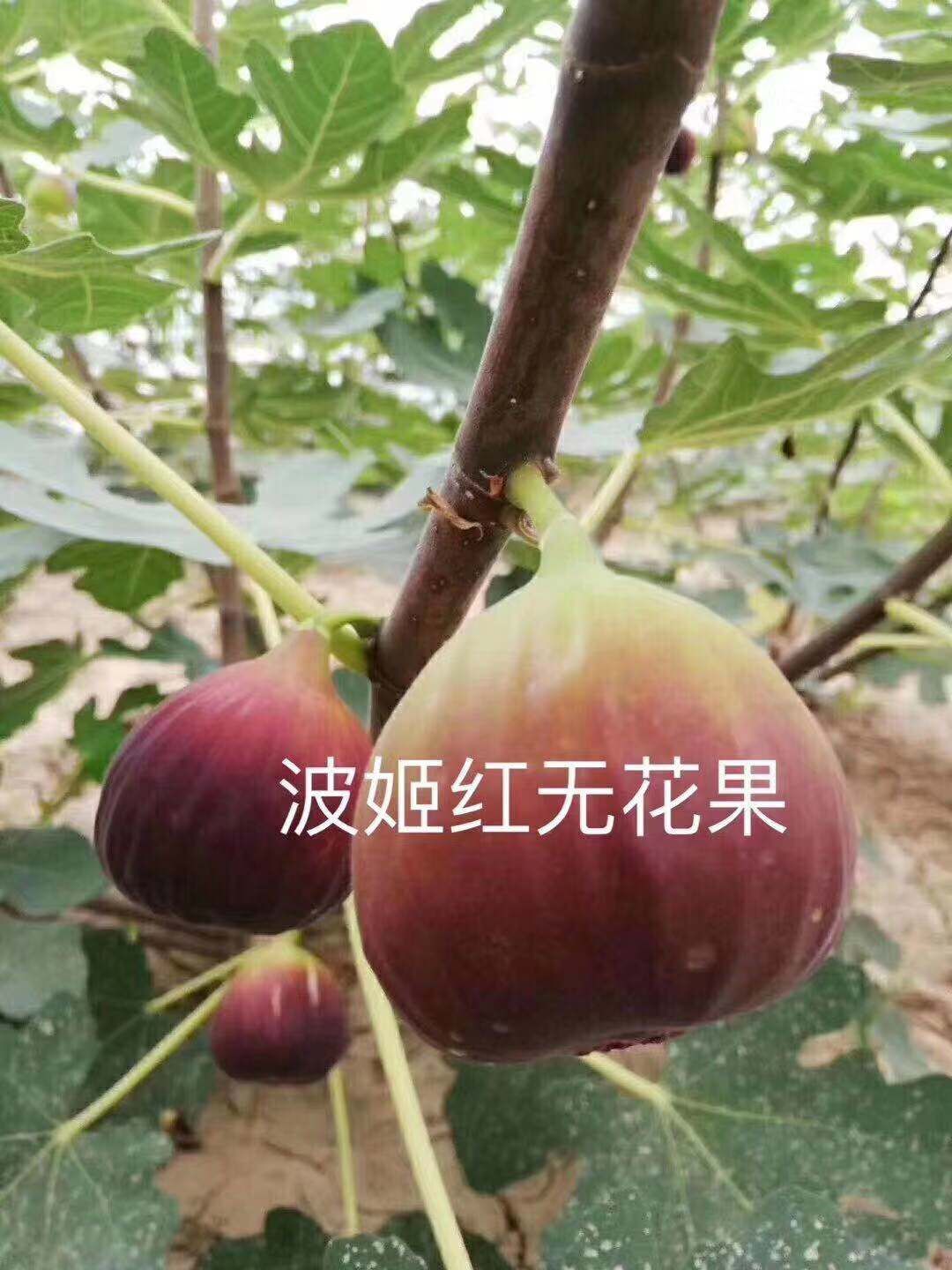  波姬红无花果苗品种纯正成活率高