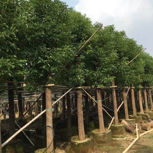 小叶樟  小叶香樟、香樟树、袋苗、假植苗 量大质优 移植成活率高