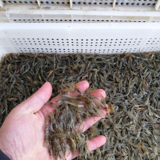潜江市白米虾，各种规格齐全，货源充足，全国包邮
