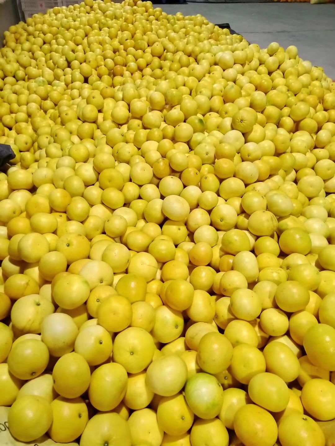 葡萄柚  原产地供应品质保证一件代发批发