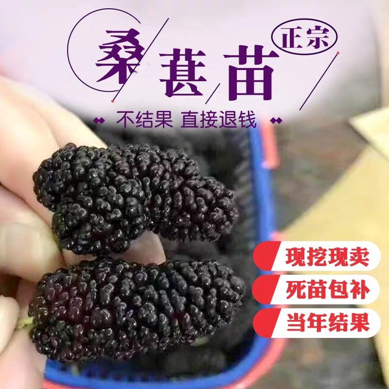  桑椹苗无核大十黑桑果桑树苗嫁接盆栽地栽南北方种植当年结果