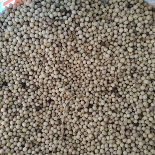 文昌市白胡椒  胡椒