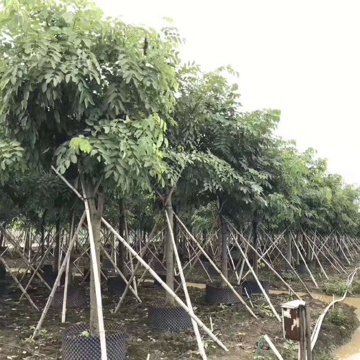 供应腊肠树 米径：5-8-10-12-15公分袋苗和假植苗