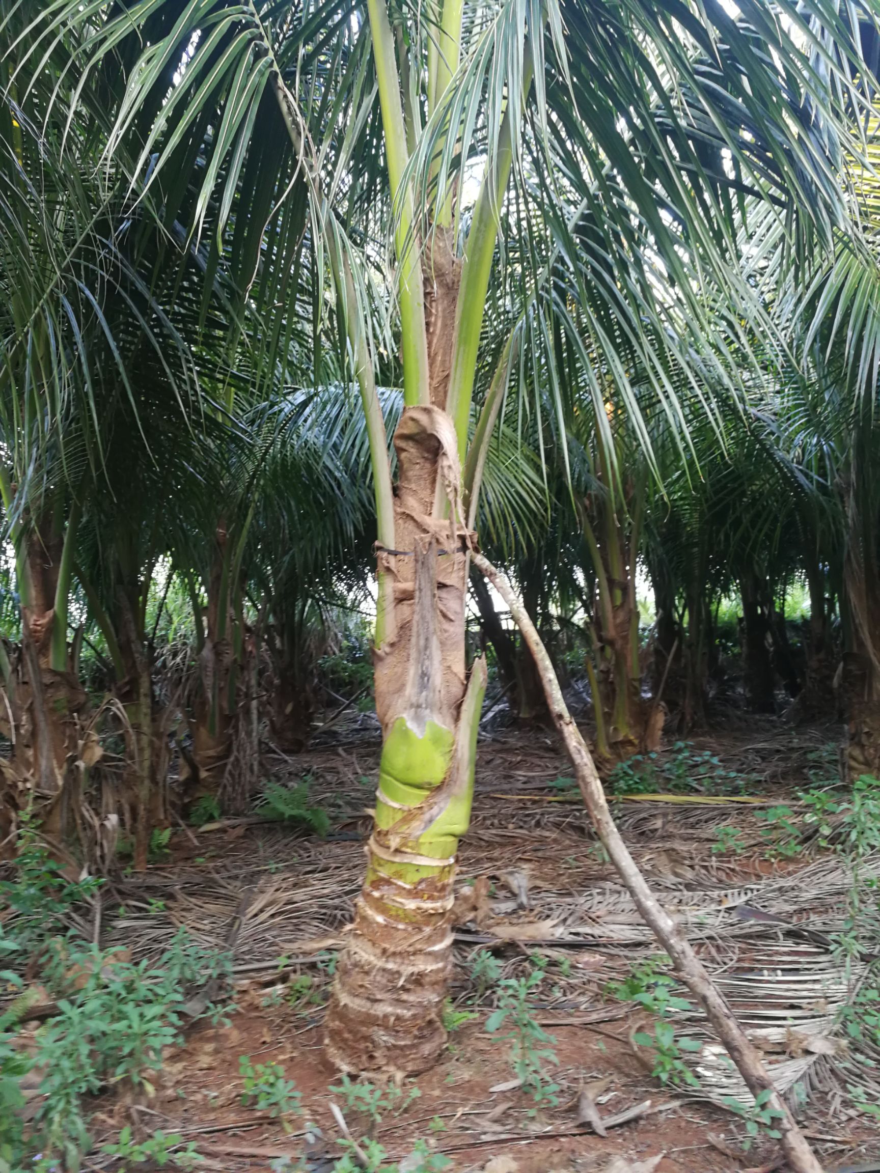 [棕榈树批发]棕榈树 海南椰子树肉杆20公分至7米3000棵价格300元/株