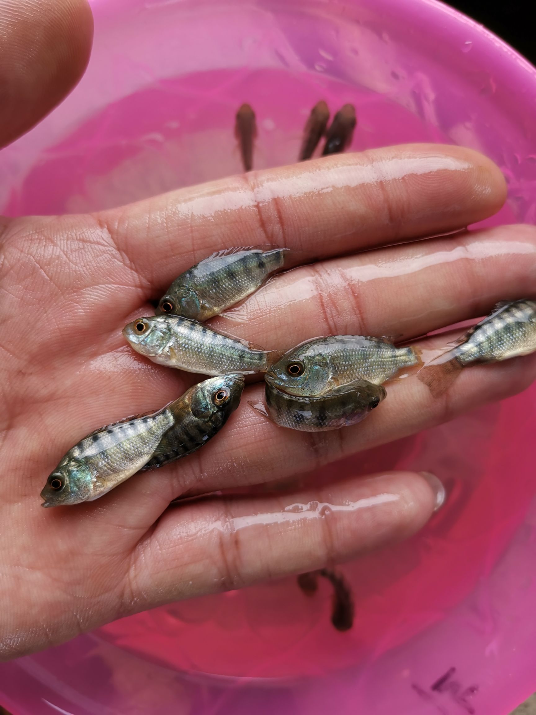 尼羅羅非魚 單性海南1號羅非苗,青吉奧