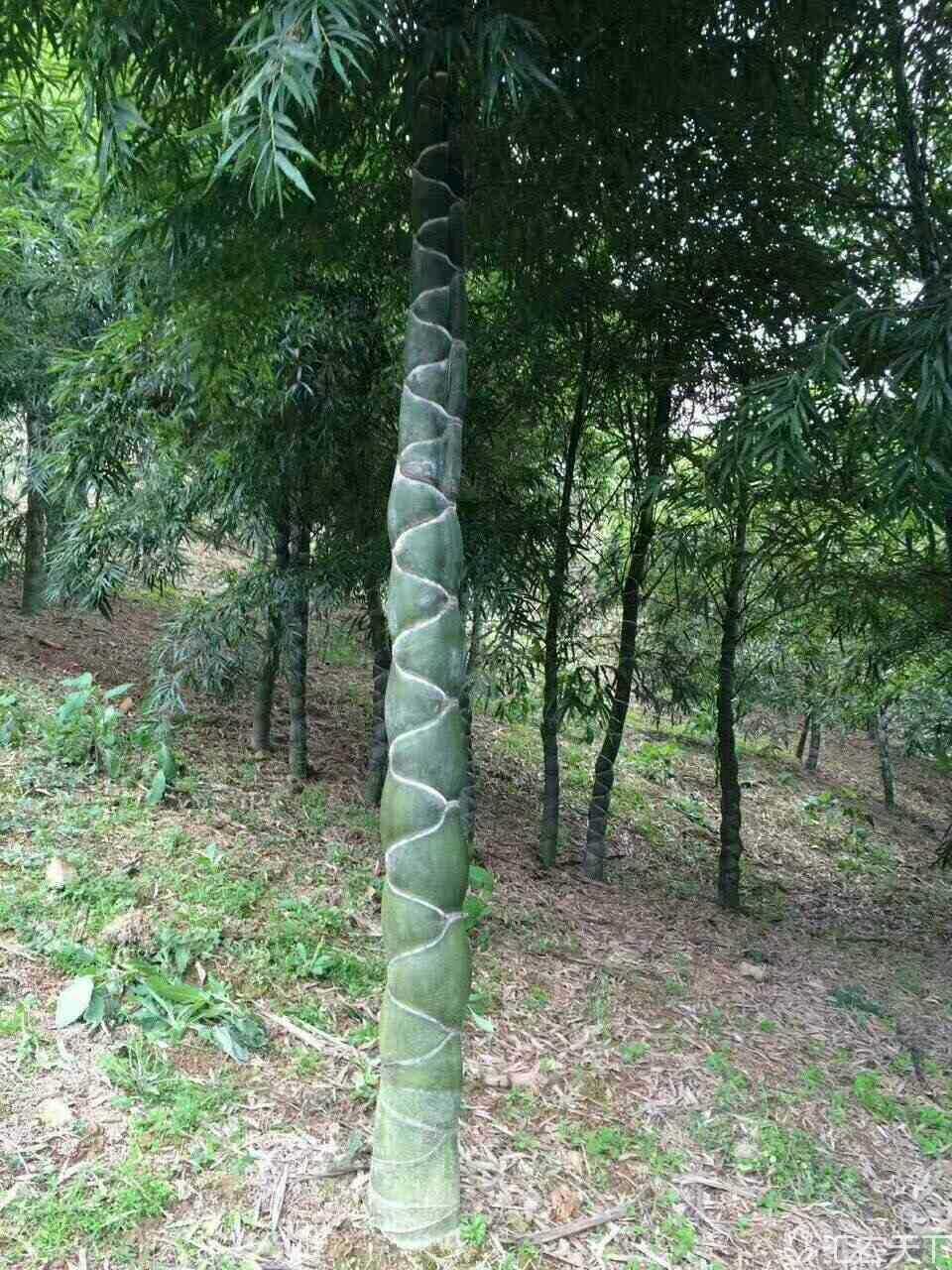  大量供应龟甲竹苗  龟甲竹 龟甲竹价格 龟甲竹苗批发