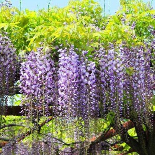 平邑县 多种紫藤花