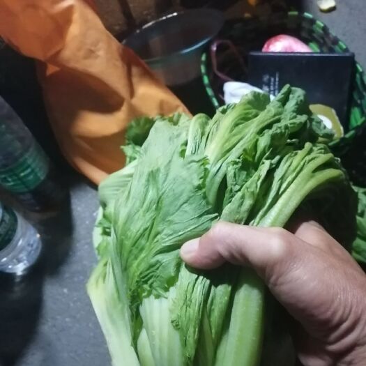 来宾包心芥菜