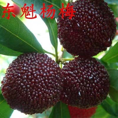 平邑县东魁杨梅树苗 优质嫁接苗 现挖保湿发货 易成活好管理全国包邮