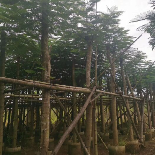 普宁市凤凰木（红花楹） 10-12-15-20公分 截杆、光杆袋苗