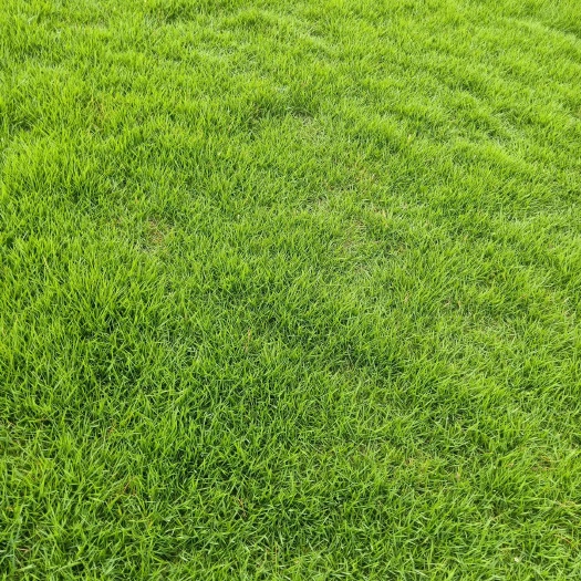 册亨县 马尼拉草皮