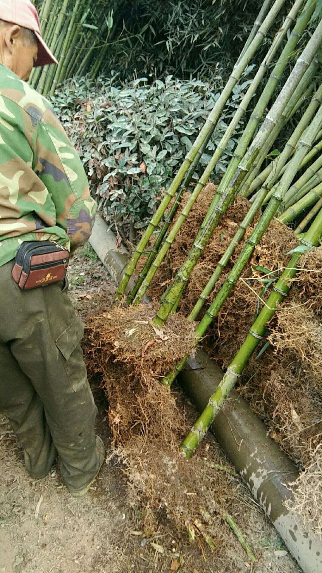 行情大厅 苗木花草 竹子 高节竹 浙江湖州安吉县