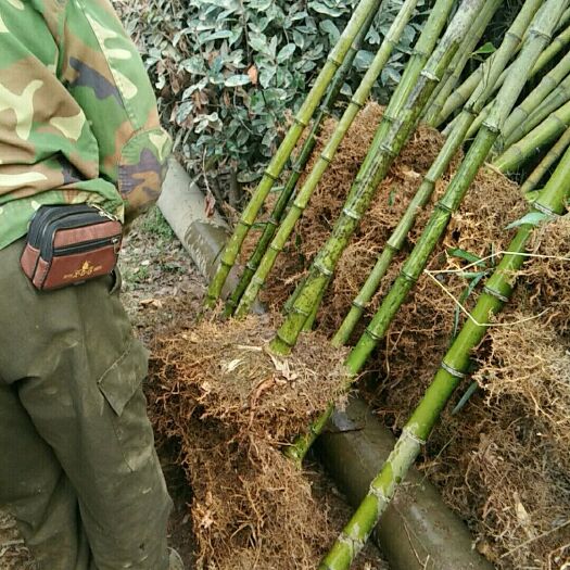 安吉县 高节竹种苗米径3~5厘米，土球20里面竹鞭30厘米左右。
