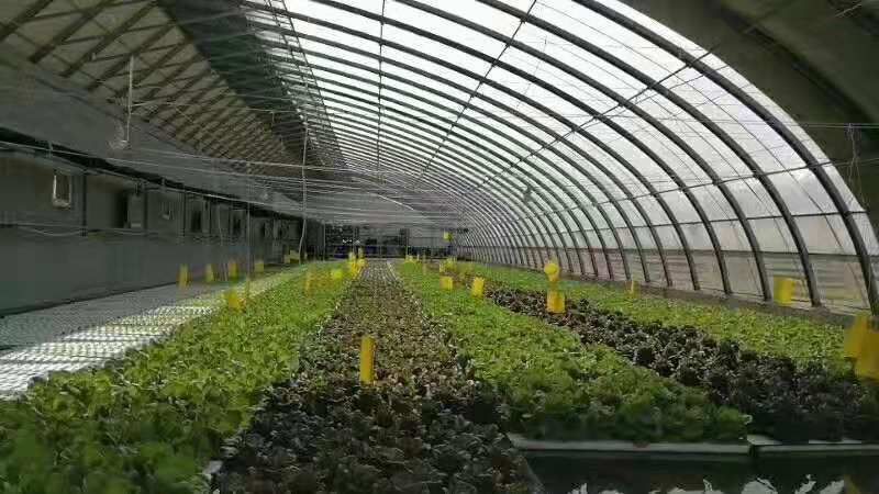 东光县 温室椭圆管大棚 蔬菜大棚