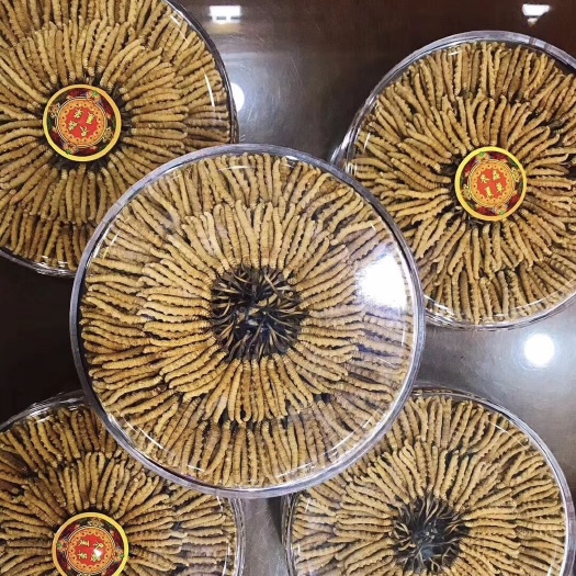 康定市冬虫夏草