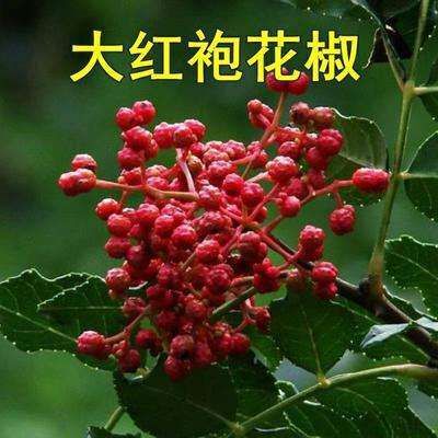 平邑县 大红袍花椒苗，产地直销，现起苗，下单24小时内保湿发货