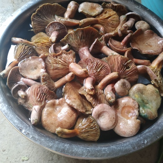 三都縣松樹菌 野生菌