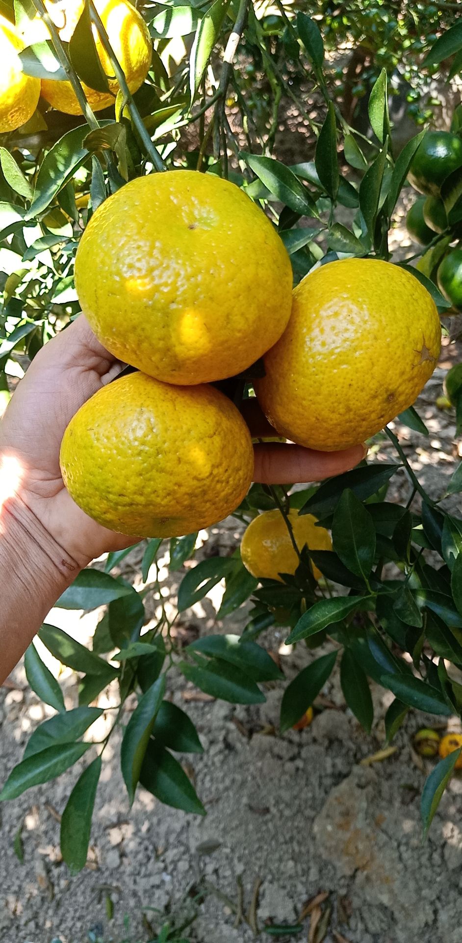 新会陈皮  大红  二红  青皮