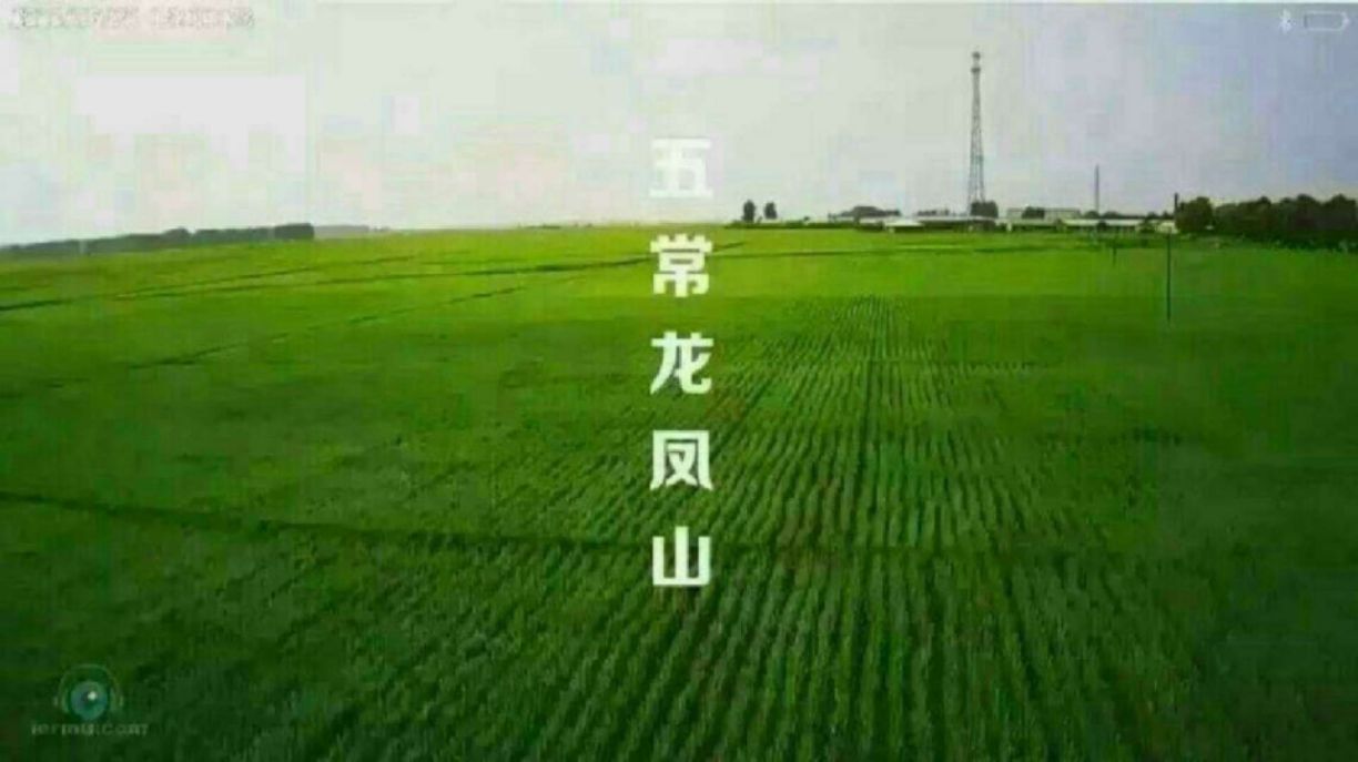 五常大米稻花香2号粥米，宝宝粥米，老少皆宜，健康美味！