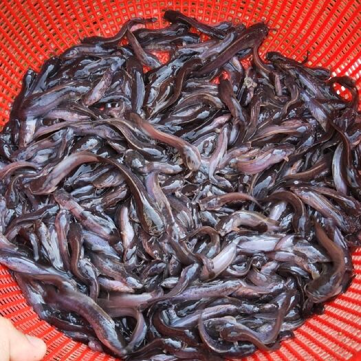 浦北县 有大量优质的塘角鱼苗供应，苗场供应价格实惠