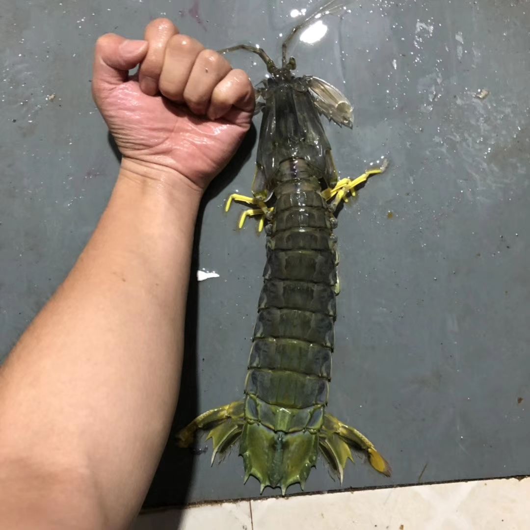 最大的皮皮虾1.6米图片