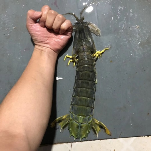 上海皮皮虾 超大富贵虾，肉质饱满！