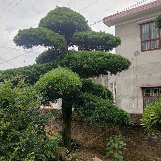 九江短叶罗汉松  造型罗汉松树型优美，别墅庭院，欢迎新老客户
