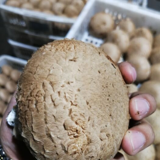 洛阳褐蘑  褐菇（简称牛排菇）8-10cm、工厂化种植、全年供应