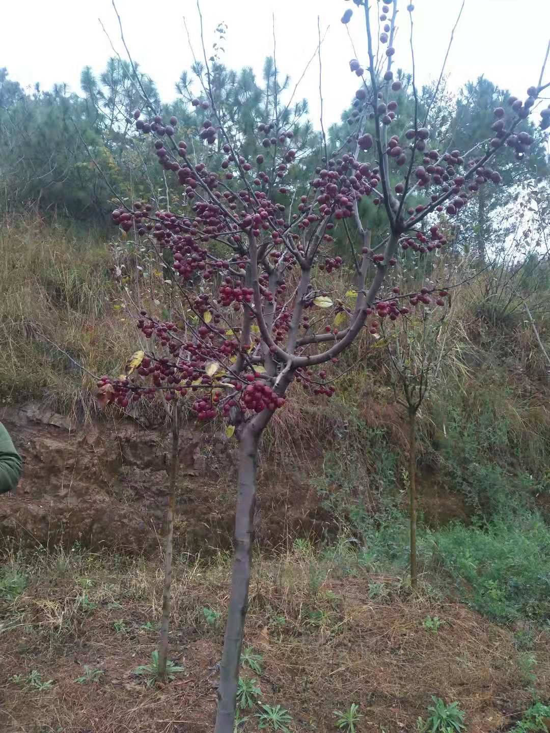 香妃海棠果