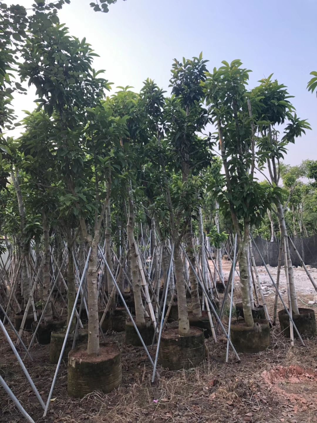 白玉兰（黄葛兰）