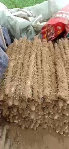 内黄县麻山药 70~90cm